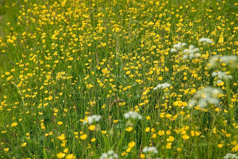 Buttercups