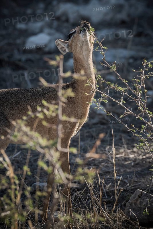Kirk dikdik or kirk's dik-dik