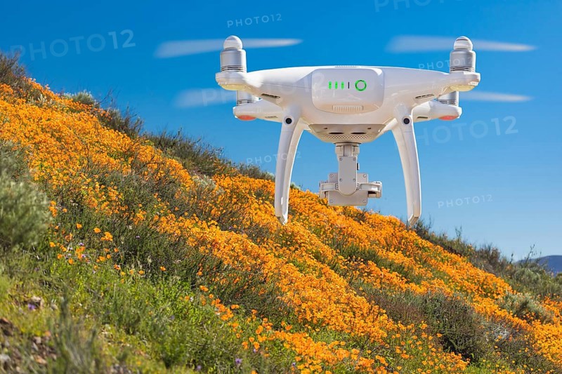 Drone flying above seasonal california poppies bloom landscape