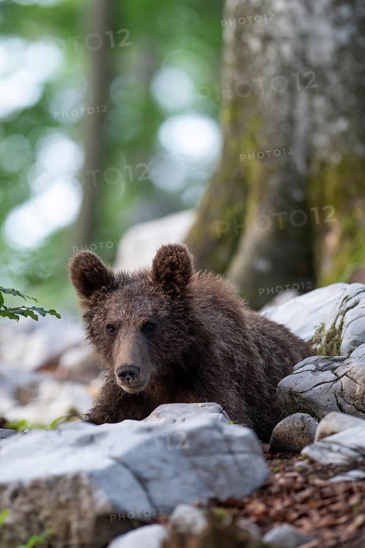 European Brown bear