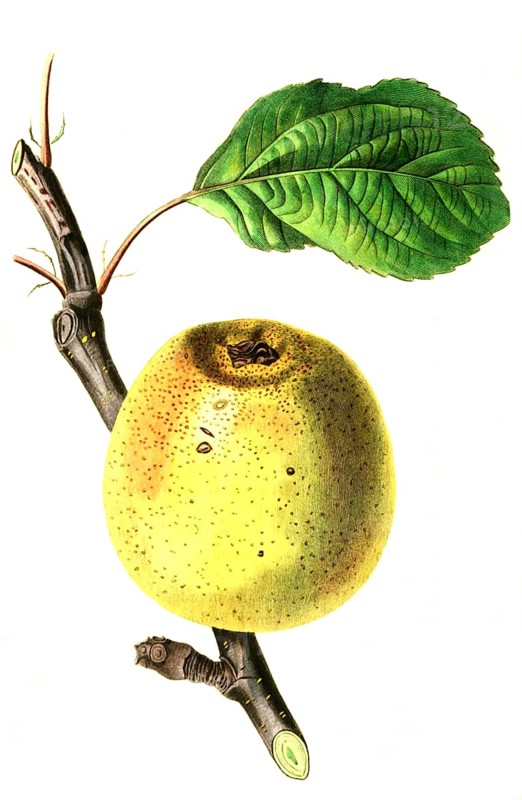 Apfel