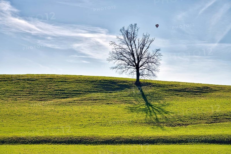 Hill with single tree