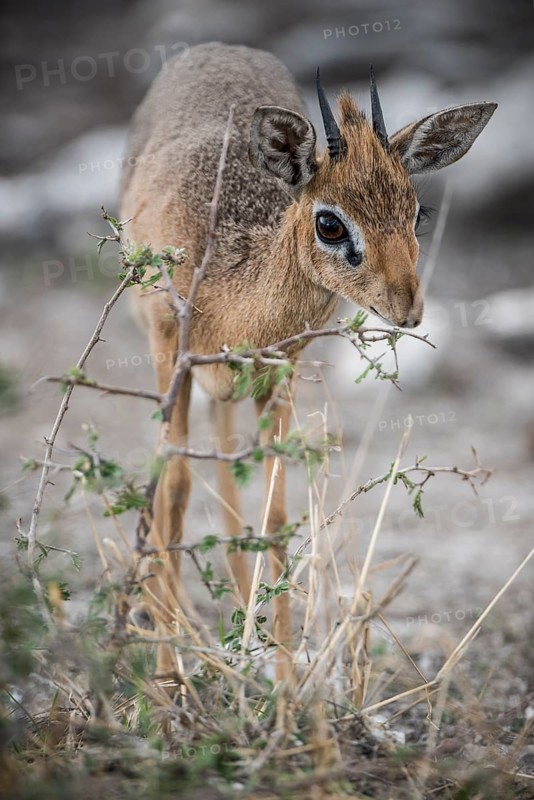 Kirk dikdik or kirk's dik-dik