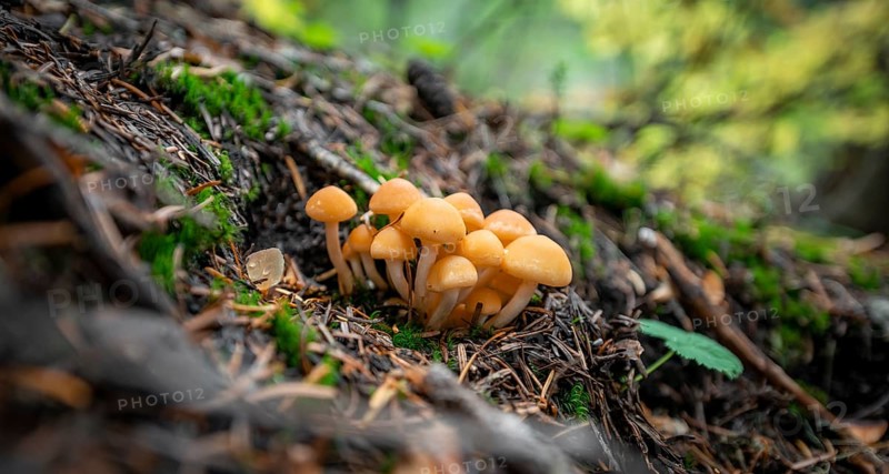 Grey-leaved or Smoke-leaved conifer tuft