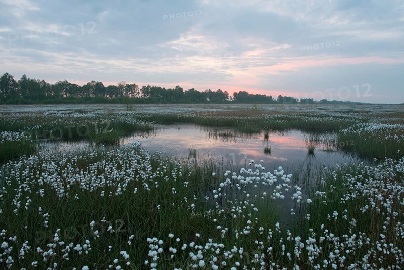 Hare's-tail cottongrass