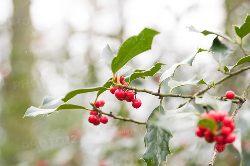 Holly