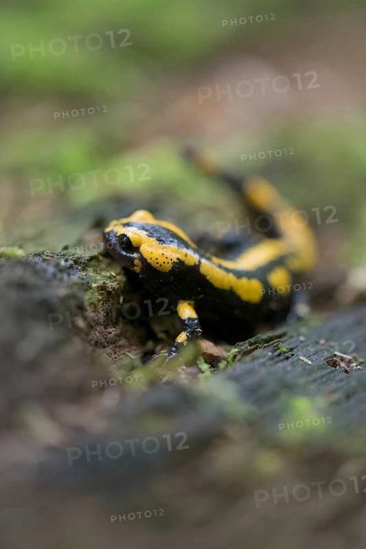Feuersalamander