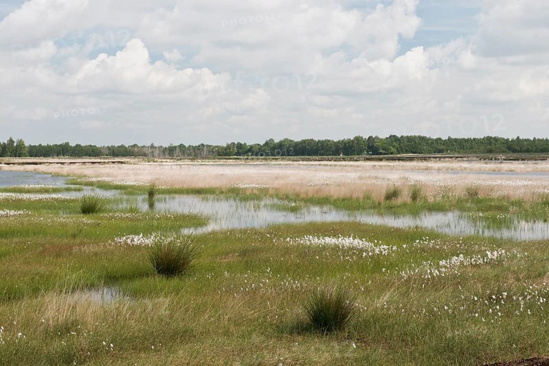 Narrow-leaved cotton grass