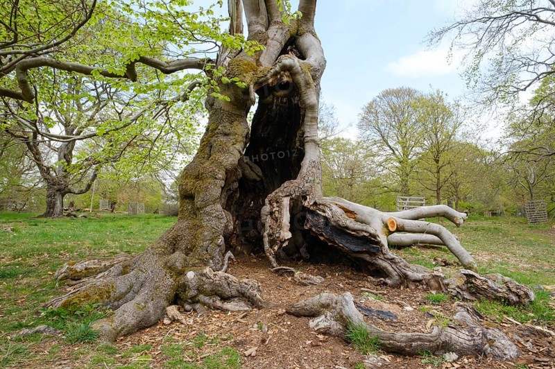 Knotty beech