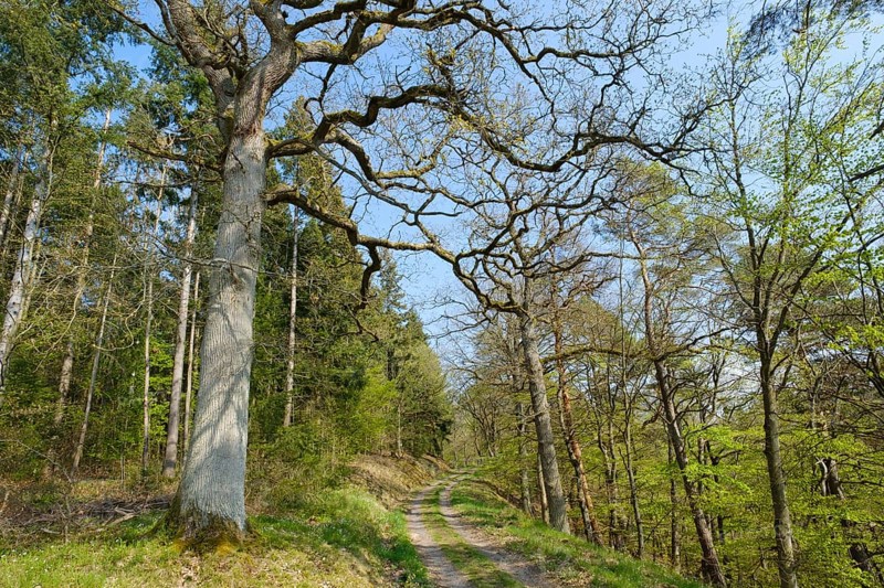 Forest trail