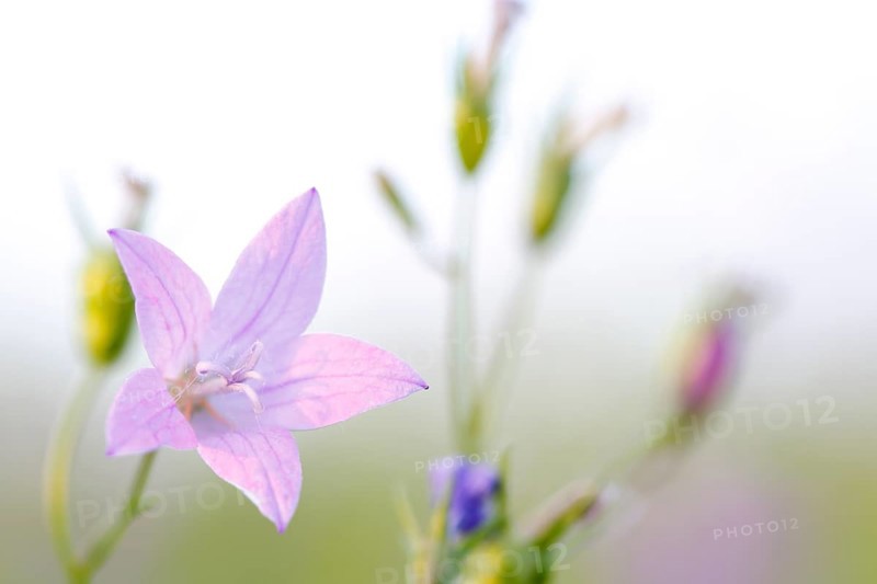 Blur experiment on a flowering meadow in summer