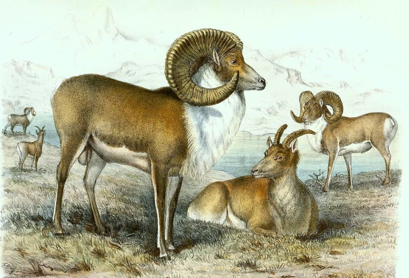 Tibetan Argali