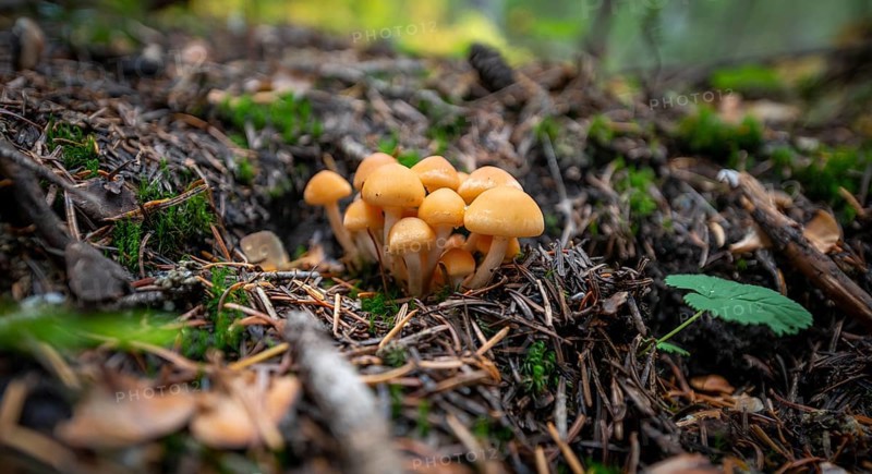 Grey-leaved or Smoke-leaved conifer tuft