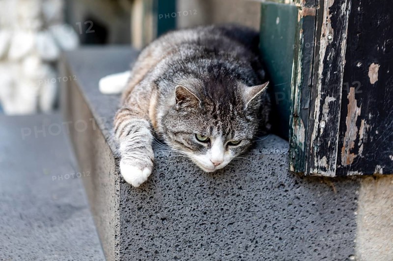 Hauskatze