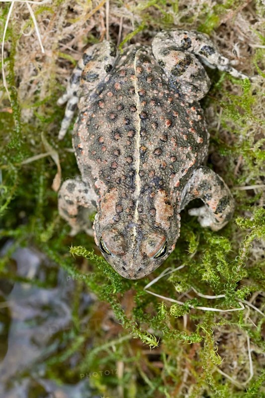 Kreuzkroete