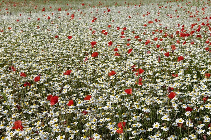 Flowering marguerites