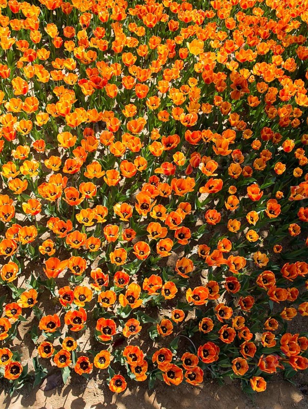 Blooming colorful tulip flowers in garden as floral background