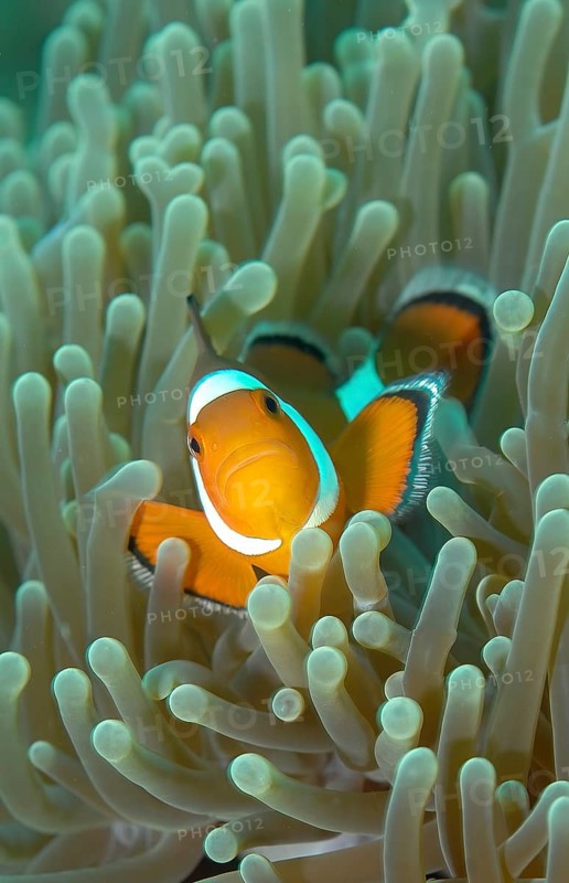 Frontal view of ocellaris clownfish