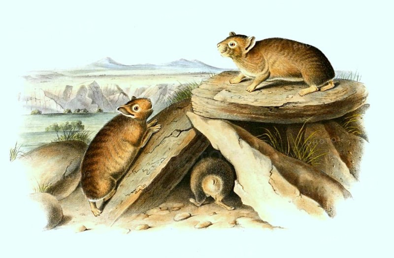 American whistling hare