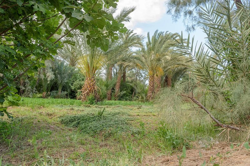 Palm trees in gardens of oasis in spring. Morocco