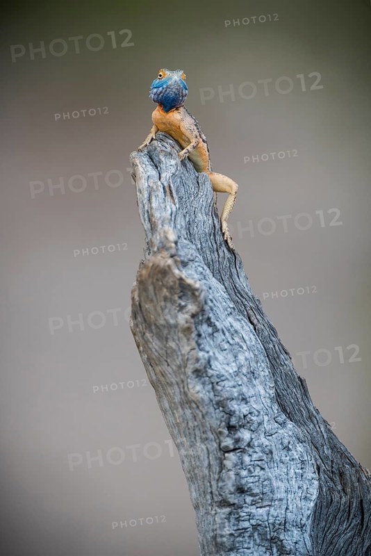 Ground agama