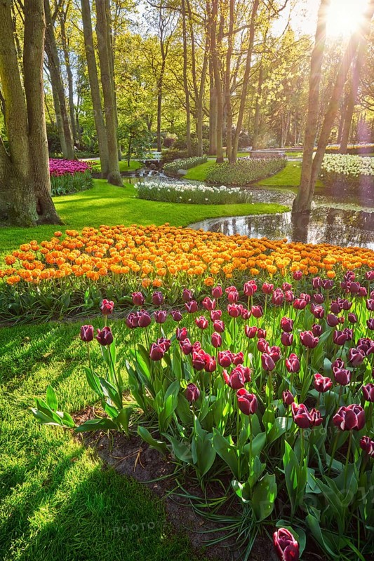 Keukenhof flower garden with blooming tulip flowerbed