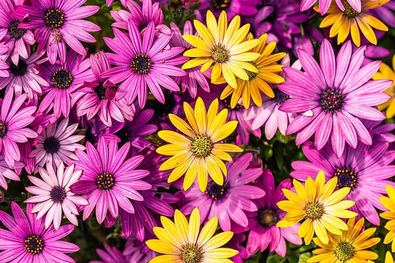 African Daisy Colour Mix