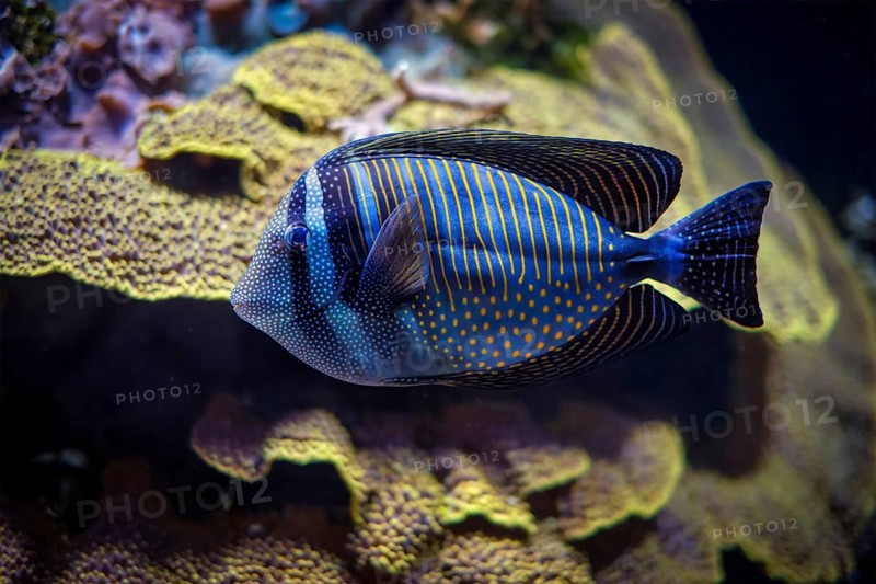 Red Sea sailfin tang
