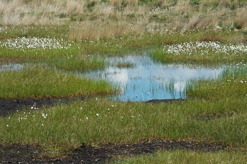 Narrow-leaved cotton grass