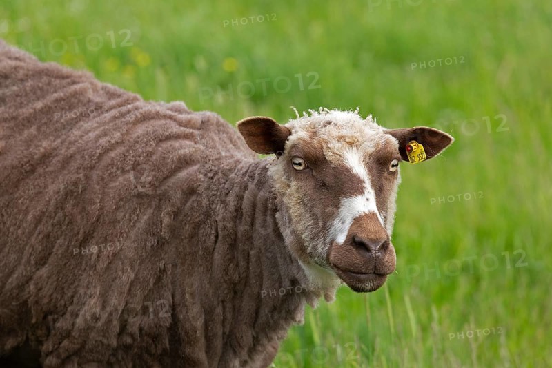 Norwegian sheep on the dike