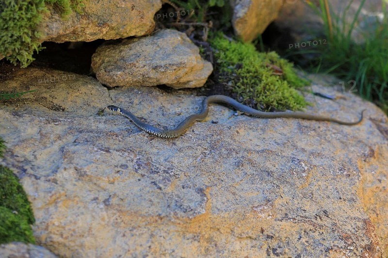 Grass snake