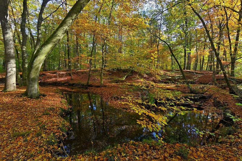 Rotbach in the autumnal Hiesfeld Forest
