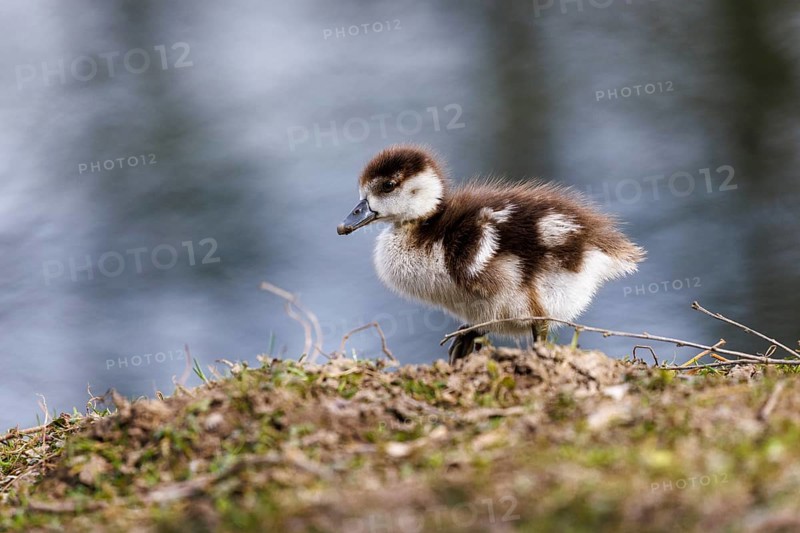 Junge Nilgans