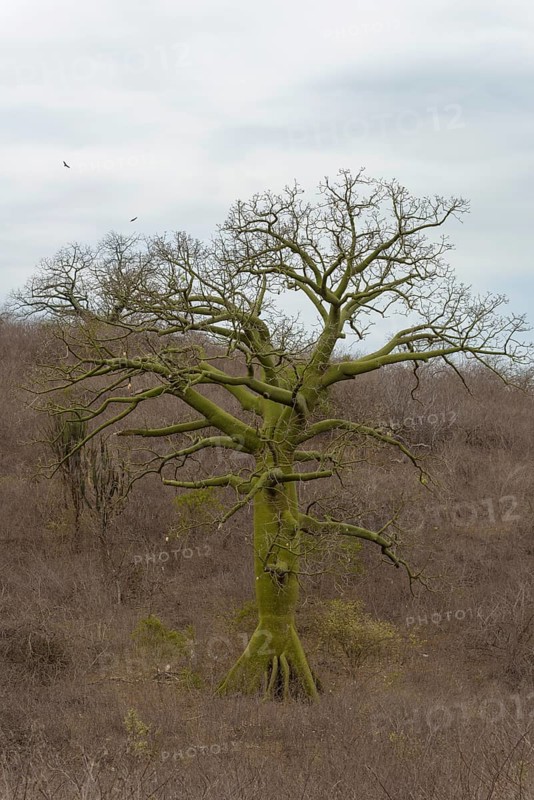 Ceiba-Baum