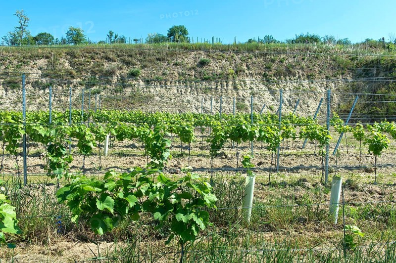 Typical small terrace for trellis cultivation of vines in the erosion-prone loess soil of the Kaiserstuhl area