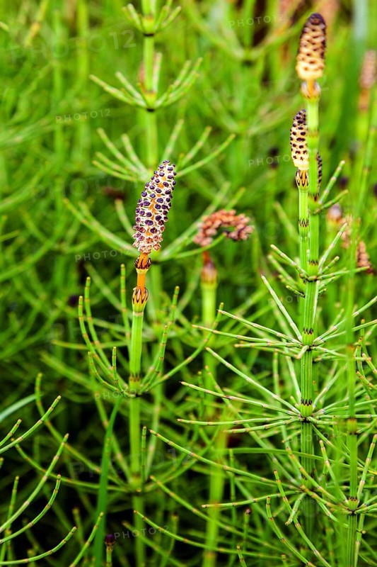 Marsh horsetail