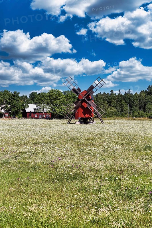 Red windmill in a flowering meadow on the edge of a village