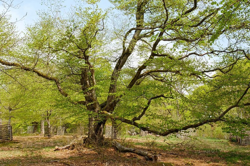 Knotty beech