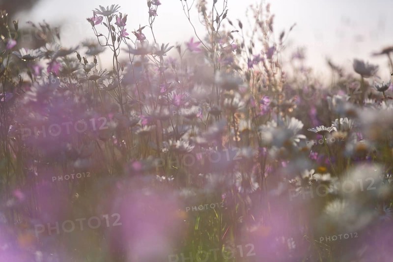 Blur experiment on a flowering meadow in summer