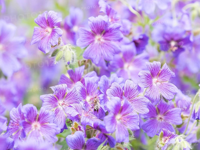Large cranesbill