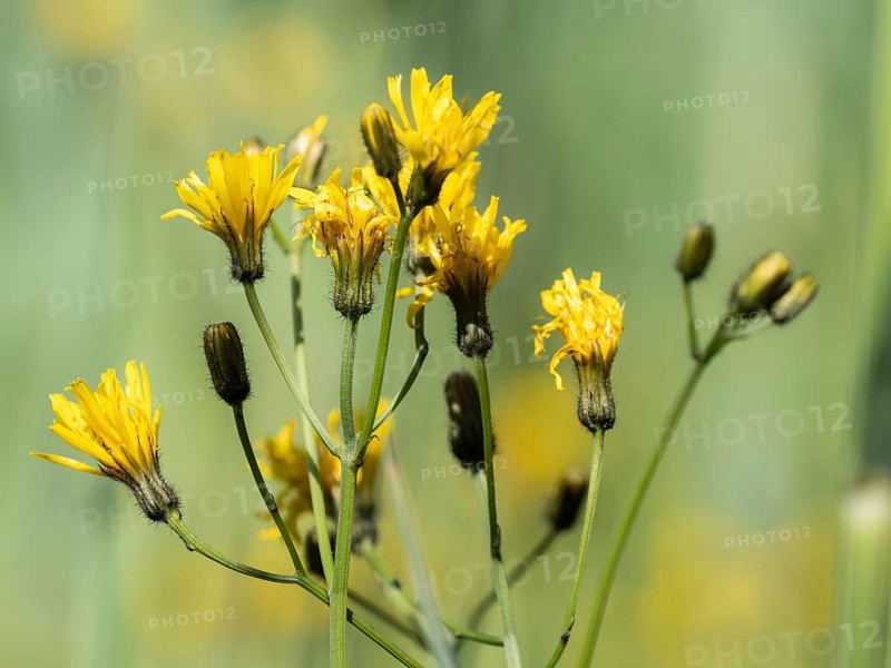 Rough hawksbeard