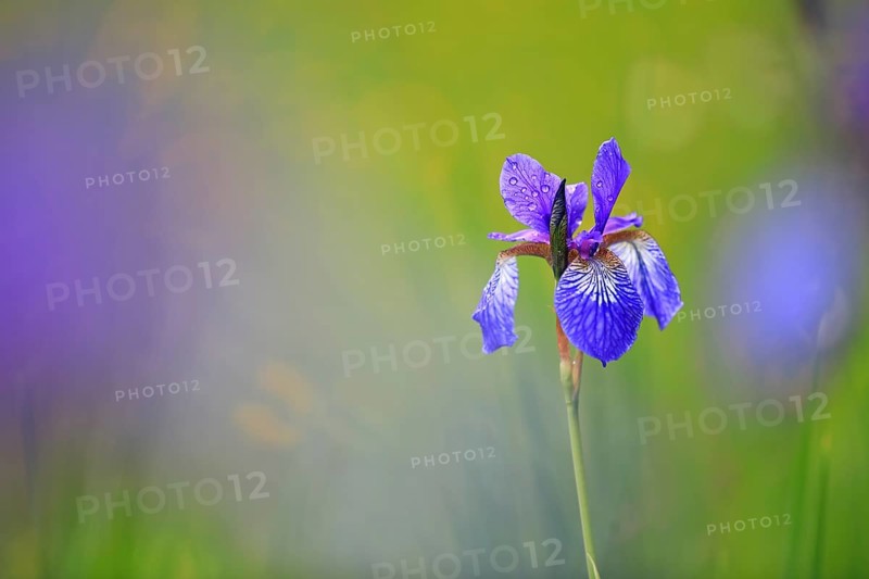 Siberian iris