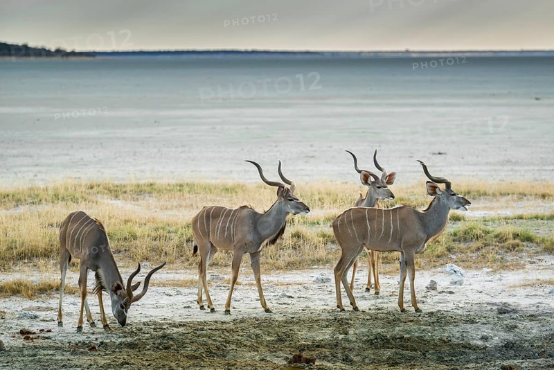 Greater kudu