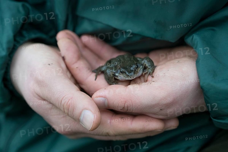 Grasfrosch