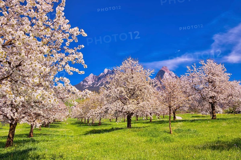 Obstplantage im Fruehling