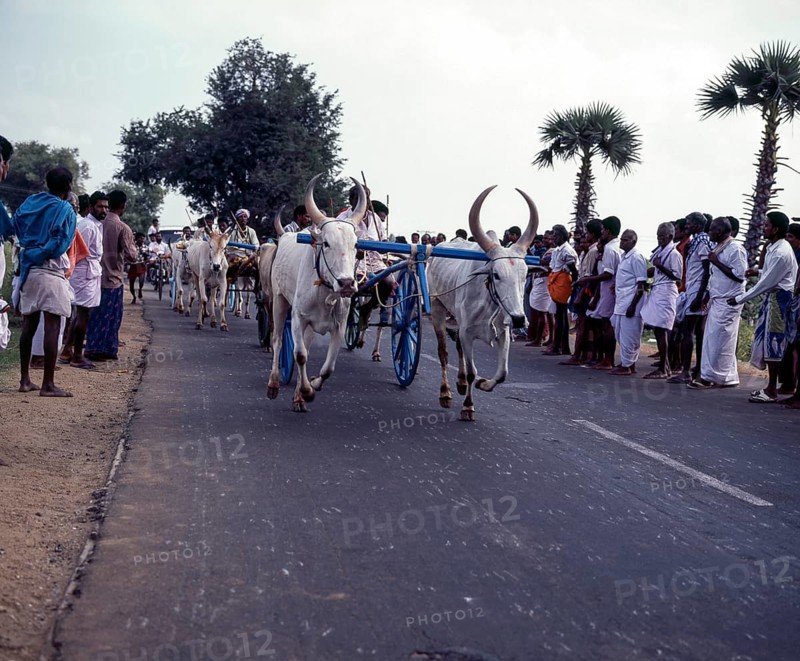 Bullock cart race or Rekla race in Madurai