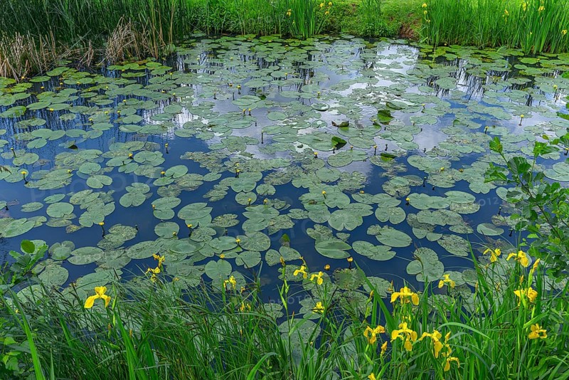 Flowering yellow water-lilies