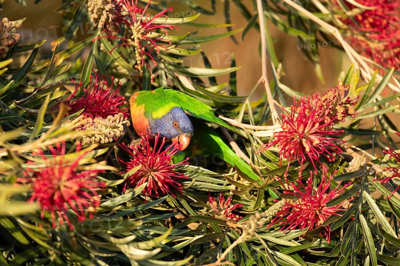 Rainbow lorikeet