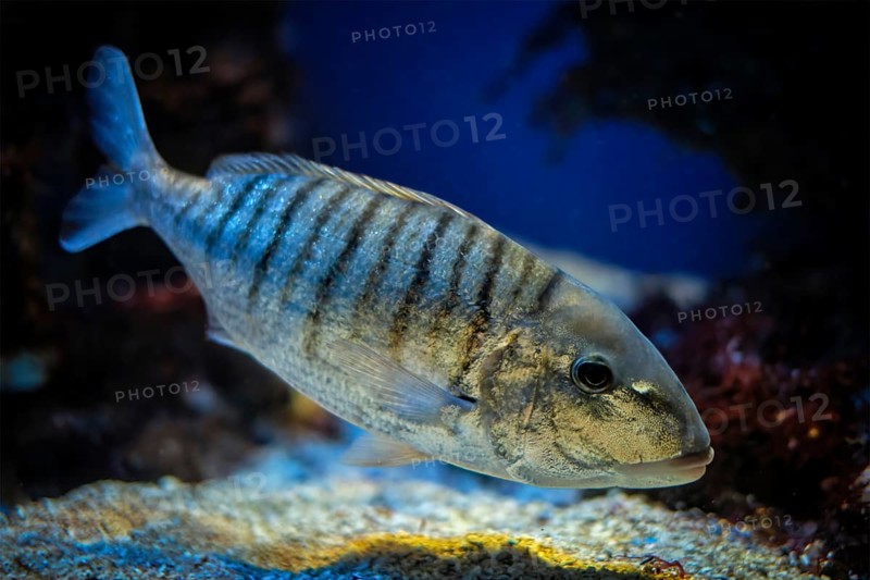 Sand steenbras