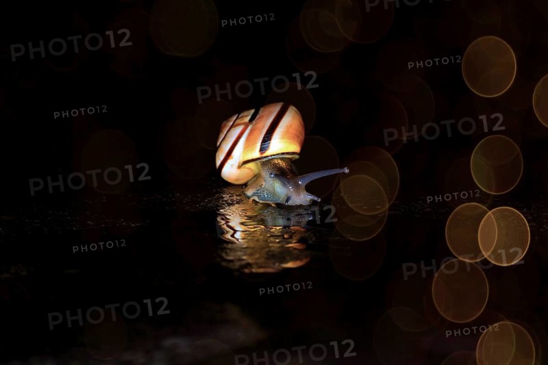 Hain-Baenderschnecke